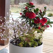 Jardinire de printemps 'Spring Red Cherry'